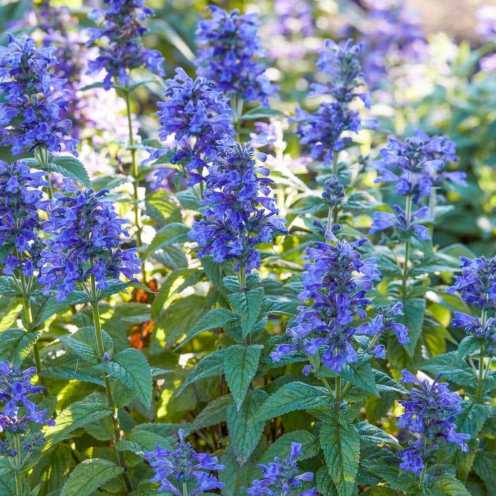 Spring Hill Nurseries Neptune Catmint (Nepeta) Dormant Bare Root Perennial Plant (1-Pack)