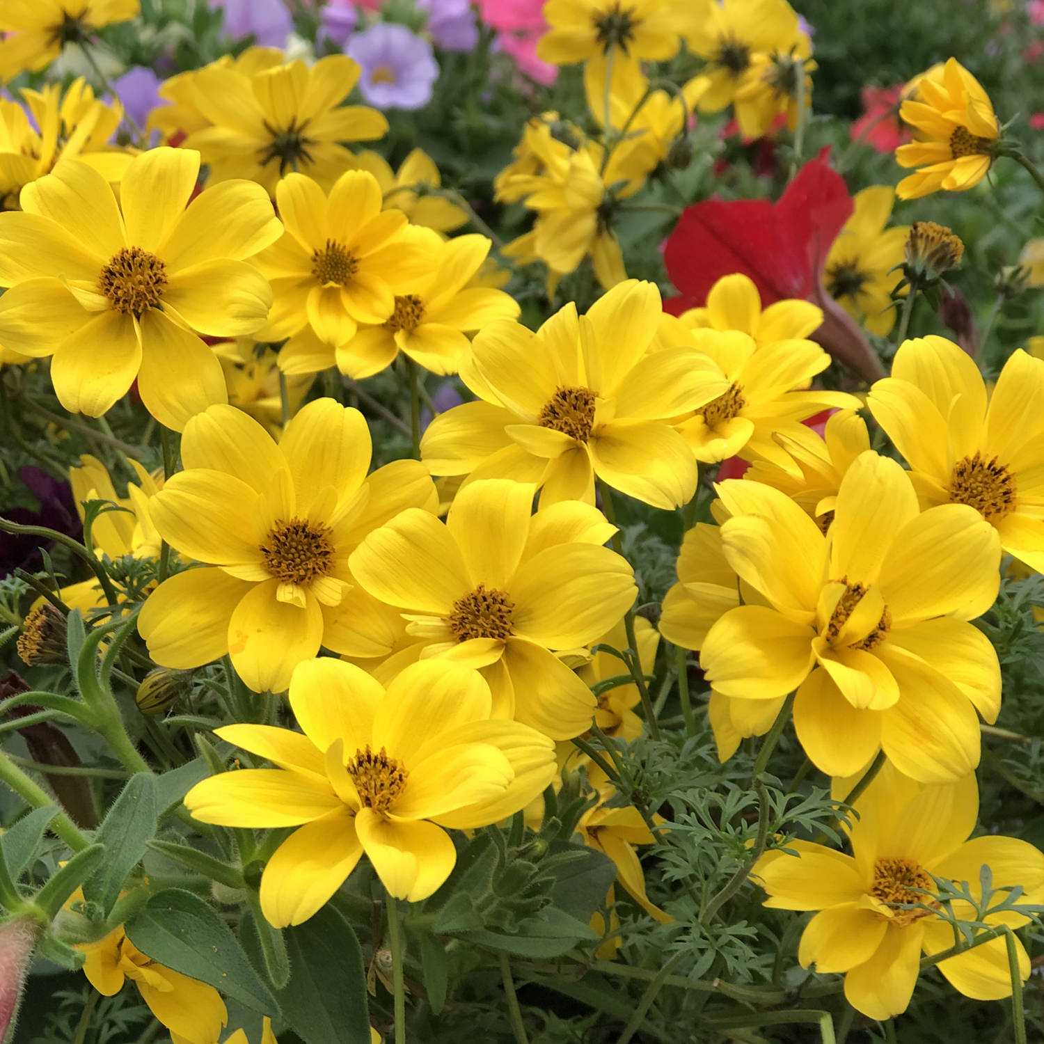 GOLDILOCKS ROCKS® Bidens