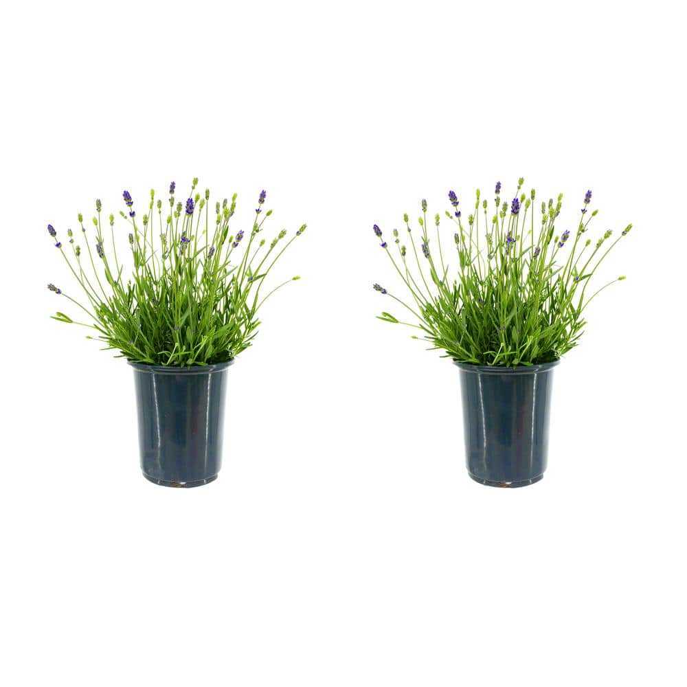 2.5 Qt. English Blue Perennial Lavender Angustifolia (2-Pack)