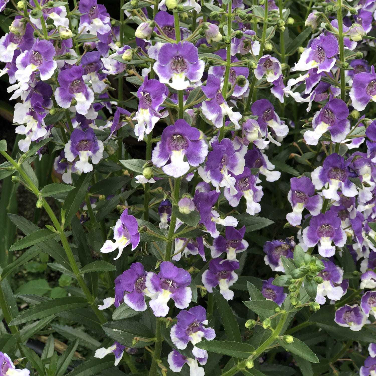 ANGELFACE Wedgwood Blue Angelonia