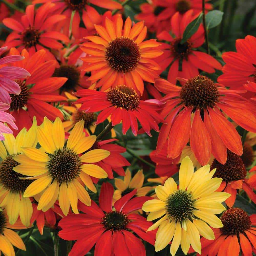 Plants That Work Coneflower (Echinacea) Cheyenne Spirit