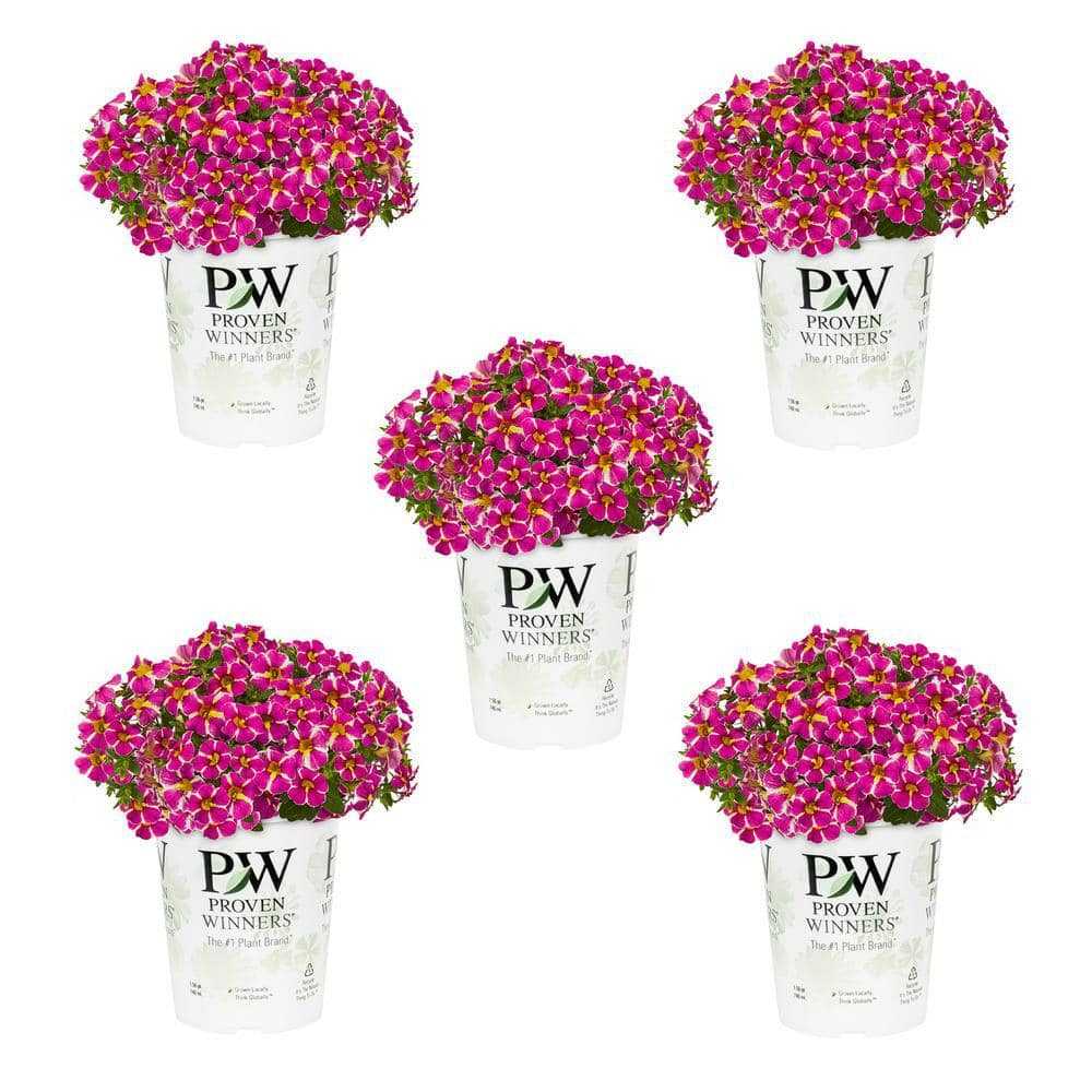 METROLINA GREENHOUSES 1.5 Pt. Proven Winners Superbells Rising Star Pink Calibrachoa Annual Plant (5-Pack)