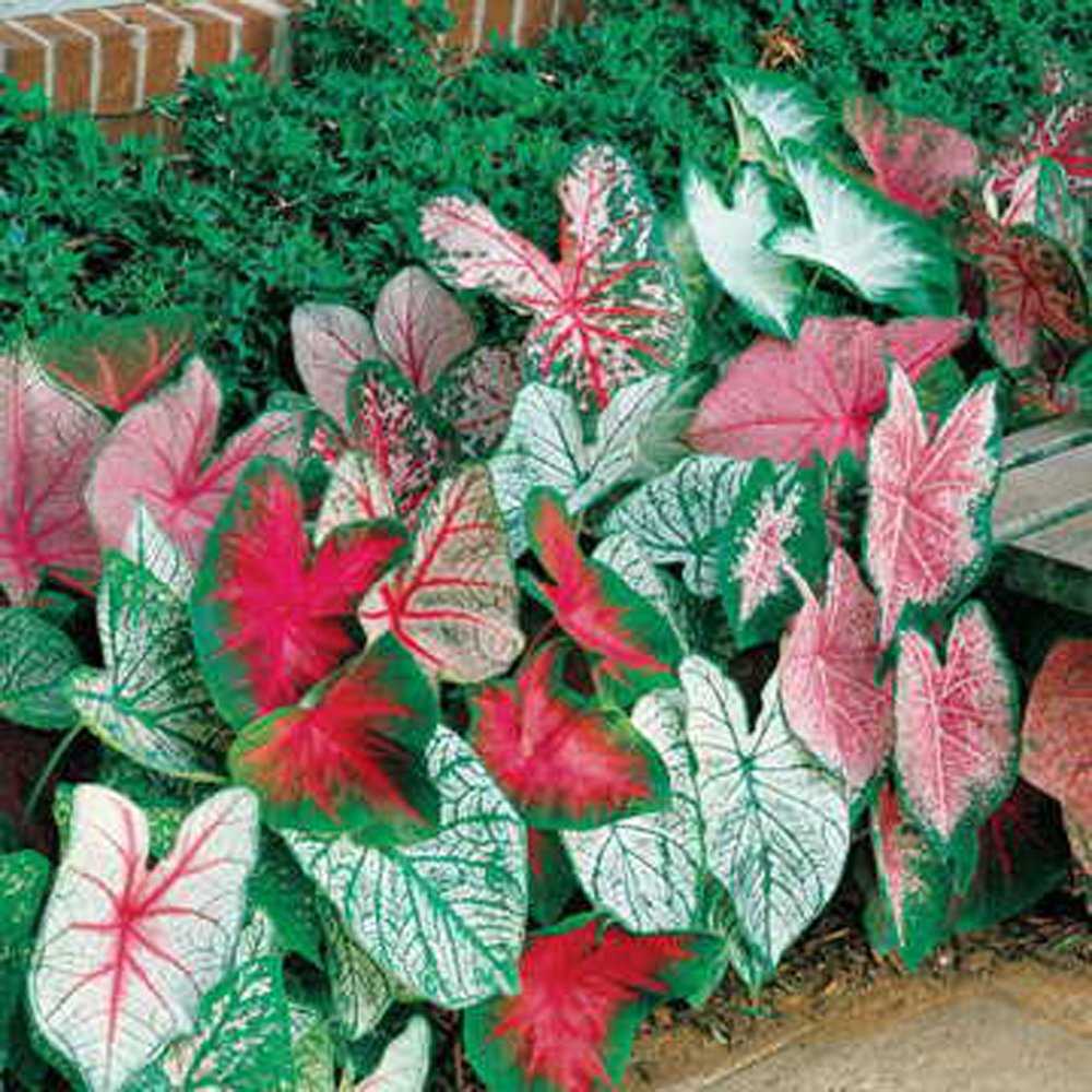 Caladium Bulbs, Fancy Mix, Pack of 10 (Ten), Easy to Grow, Colorful Mix, HOSTA, Country Creek Acres Brand