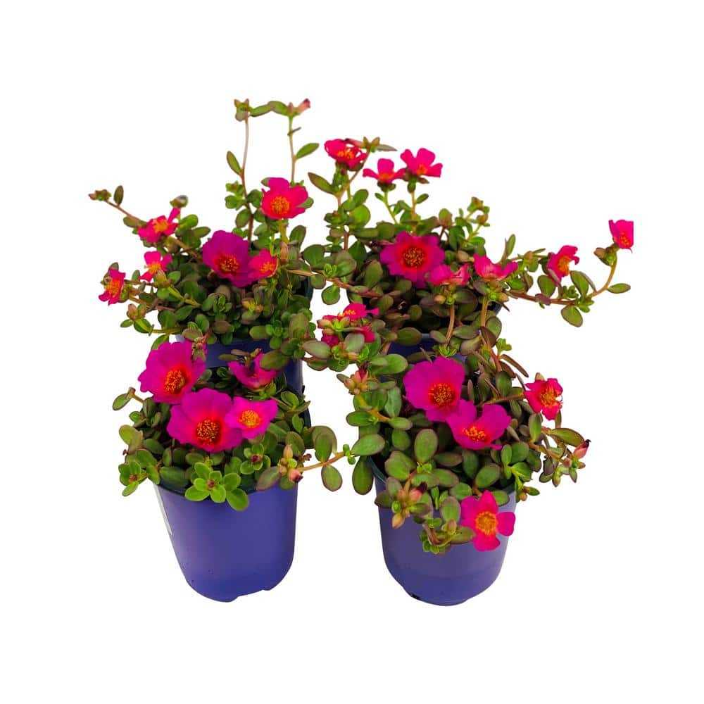 Pure Beauty Farms 1.38 Pt. Purslane Plant Purple Flowers in 4.5 In. Grower's Pot (4-Plants)