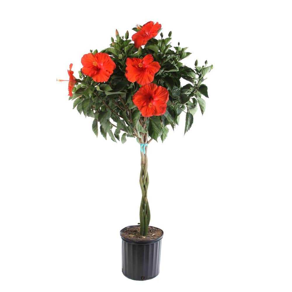 Braided Hibiscus Live Tropical Plant in 2 Gal. Grower's Pot- Grower's Choice Color