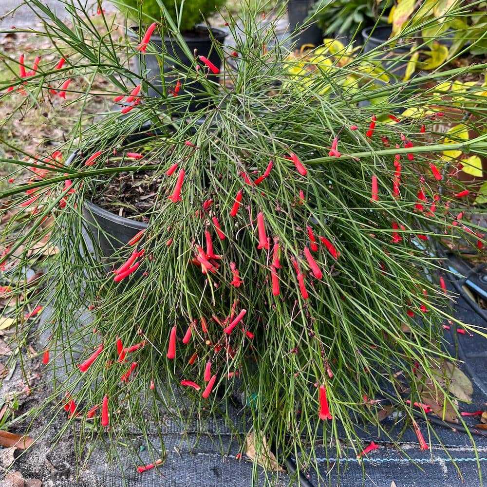 3 Gal. Firecracker Plant Flowering Shrub with Scarlet Red Flowers