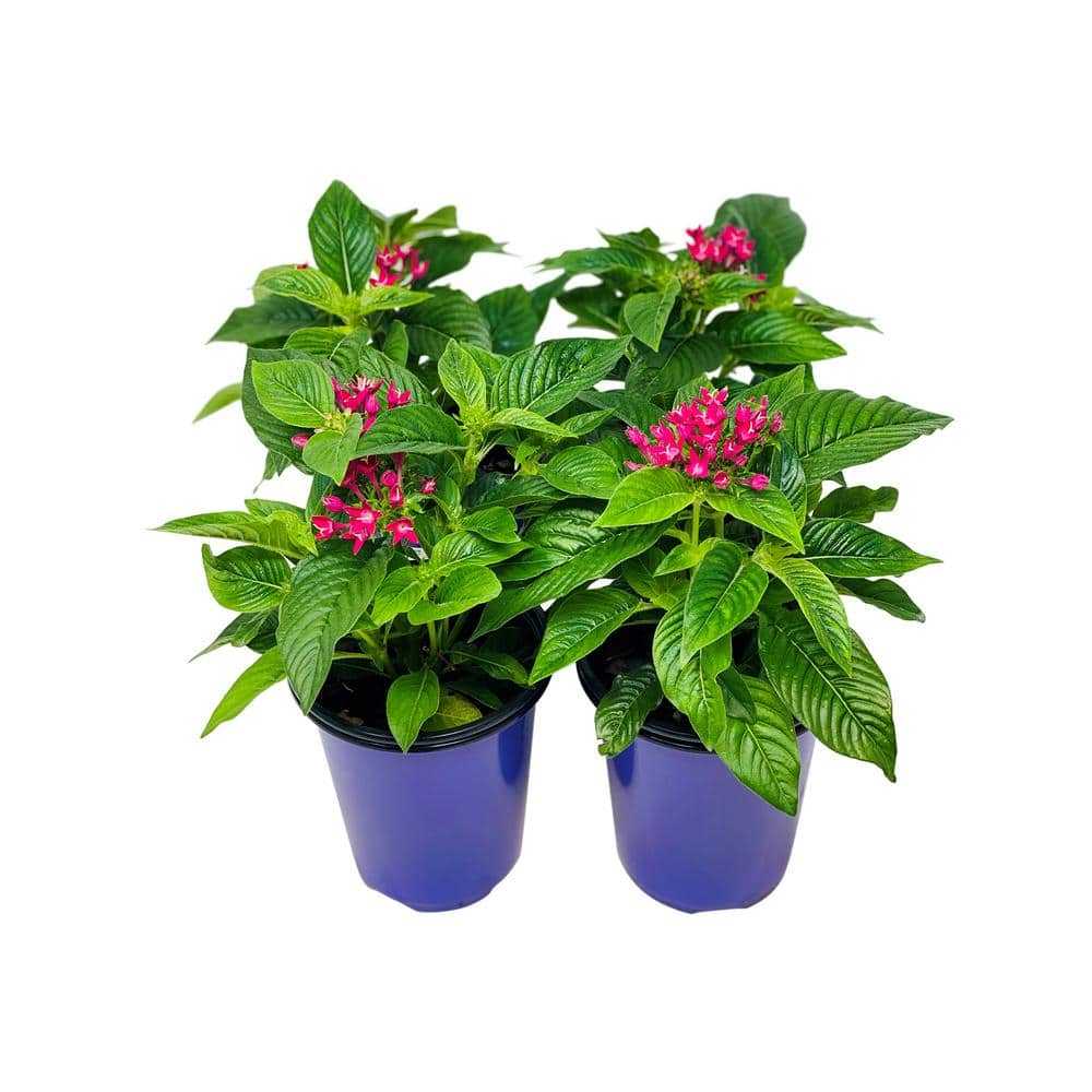 Pure Beauty Farms 1.38 Pt. Penta Plant Pink Flowers in 4.5 In. Grower's Pot (4-Plants)