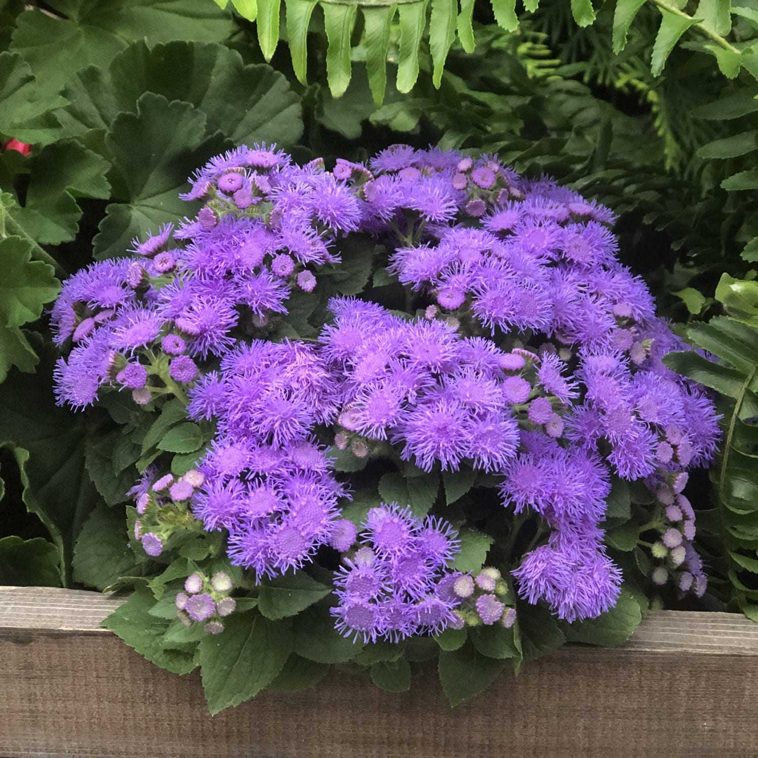 ARTIST Blue Ageratum