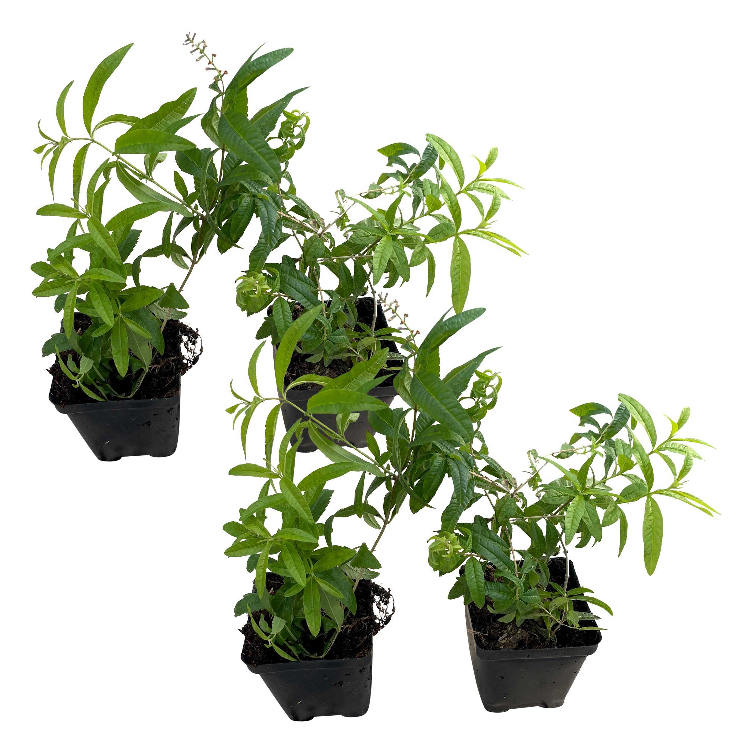 Live Aromatic and Healthy Herb - Lemon Verbena (4 Per Pack) - Naturally Improves Sleep Quality - 6