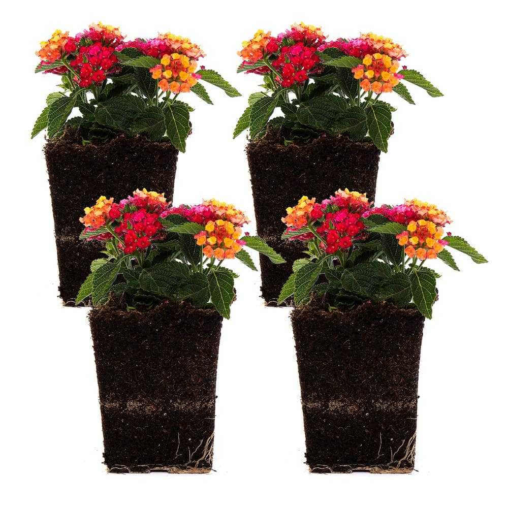 Vigoro 1 Qt. Pink Lantana Plant (4-Pack)