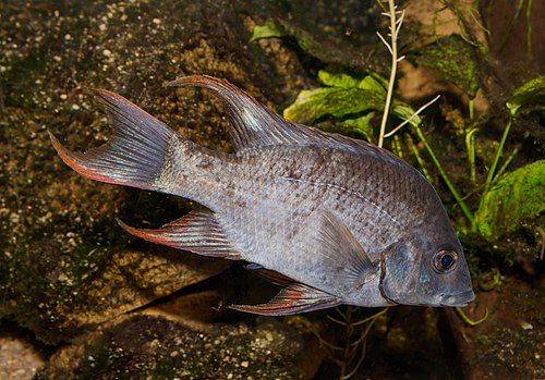 Ptychochromis insolitus