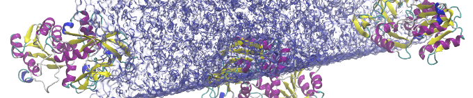 Cropped shot of a GROMACS adh simulation (visualized with VMD)